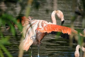 Flamingo in park - Free image #329929